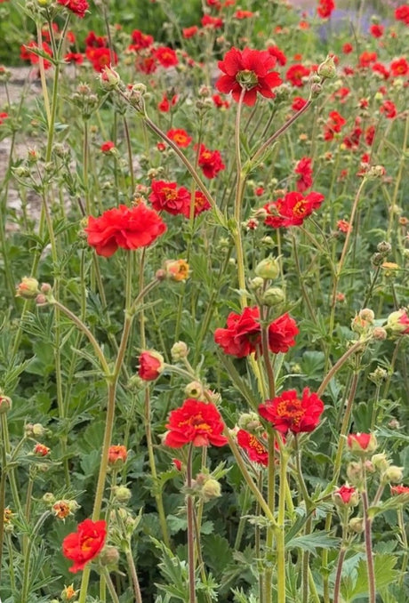Geum Mrs Bradshaw - Dandys Landscape Supplies