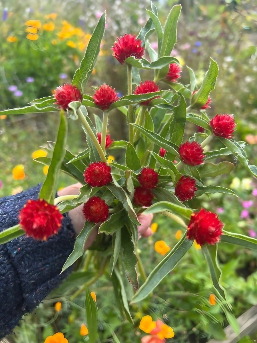 Gomphrena Strawberry Fields Seeds - Dandys Landscape Supplies