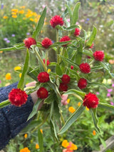 Gomphrena Strawberry Fields Seeds - Dandys Landscape Supplies