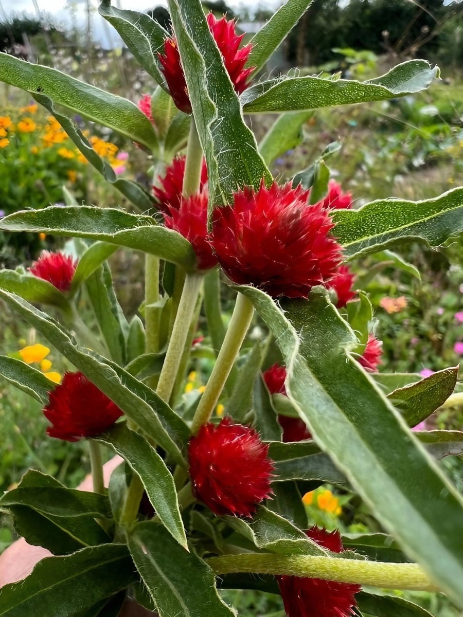 Gomphrena Strawberry Fields Seeds - Dandys Landscape Supplies