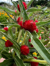 Gomphrena Strawberry Fields Seeds - Dandys Landscape Supplies