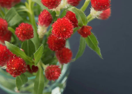 Gomphrena Strawberry Fields Seeds - Dandys Landscape Supplies