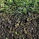 Green Again Lawn Reviver - Dandys Landscape Supplies