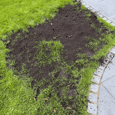 Green Again™ Lawn Reviver - Dandys Landscape Supplies