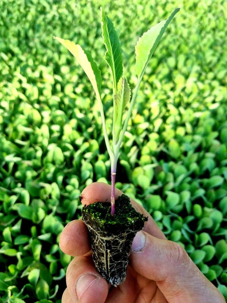 Green Cauliflower Plug Plants "Grow Your Own" Vegetables **Letterbox Friendly** - Dandys Landscape Supplies