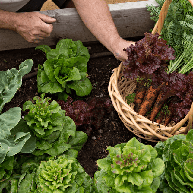 Allotment Pack Special Offer - Topsoil, Compost, Grit and Membrane! - Dandy's Topsoil & Landscape Supplies