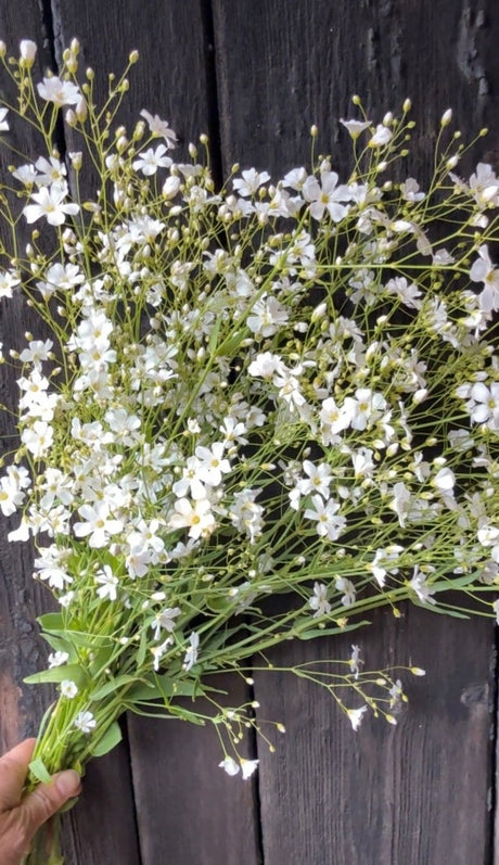 Gypsophila Covent Garden - Dandys Landscape Supplies