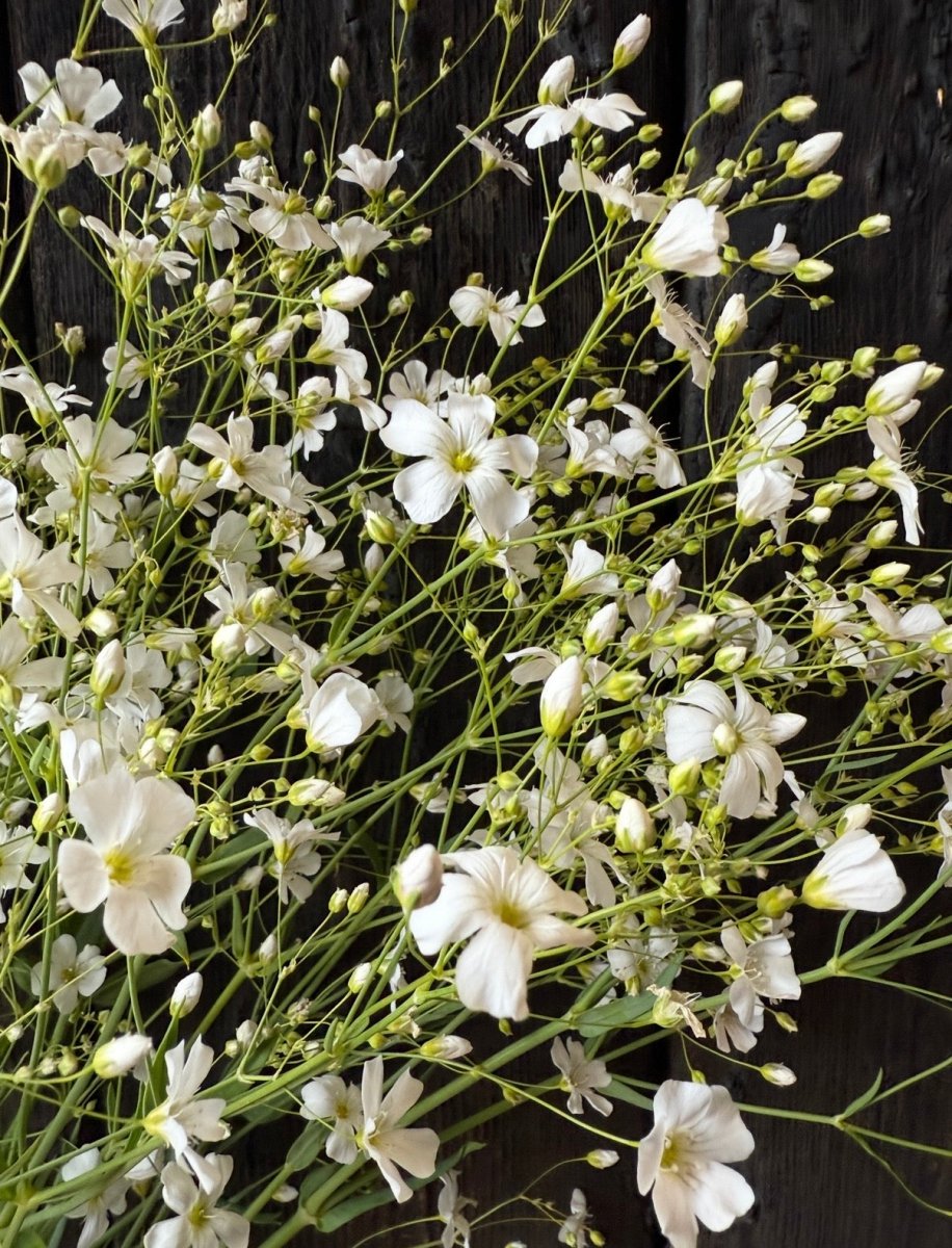 Gypsophila Covent Garden - Dandys Landscape Supplies