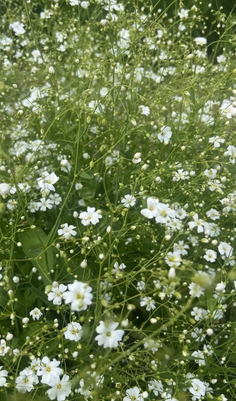 Gypsophila Covent Garden - Dandys Landscape Supplies