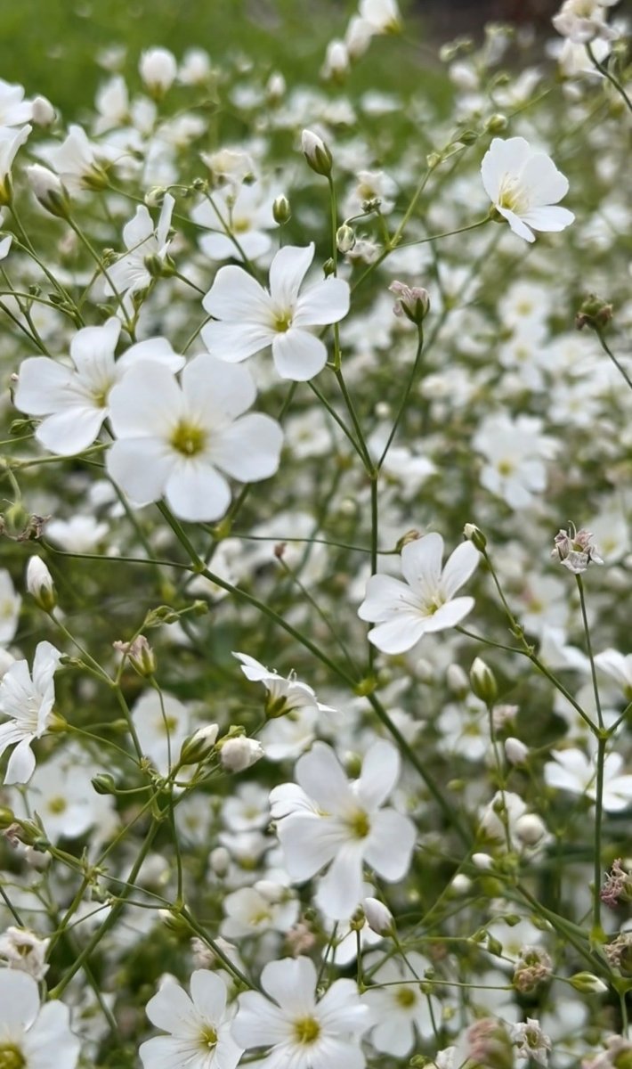 Gypsophila Covent Garden - Dandys Landscape Supplies