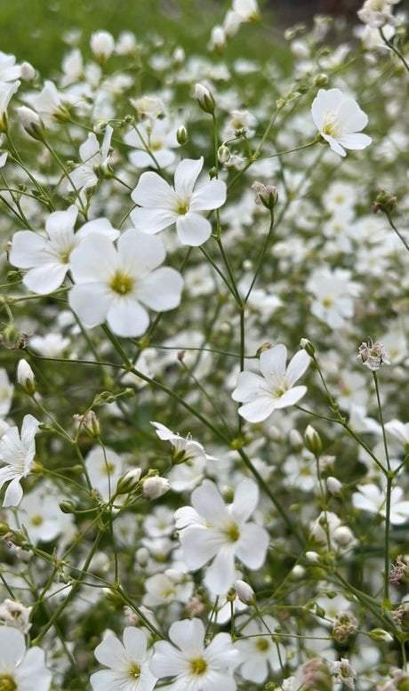 Gypsophila Covent Garden - Dandys Landscape Supplies