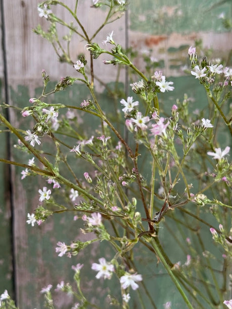 Gypsophila elegens Pink Seeds - Dandys Landscape Supplies