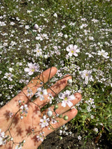 Gypsophila Pink - Dandys Landscape Supplies