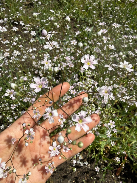 Gypsophila Pink - Dandys Landscape Supplies