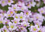 Gypsophila repens Rosea Seeds - Dandys Landscape Supplies
