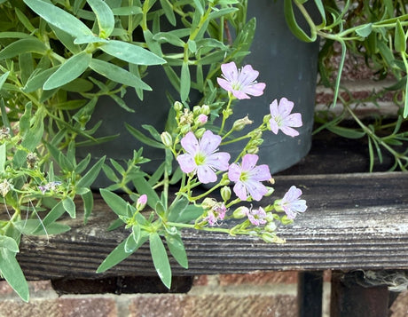 Gypsophila Rosea - Dandys Landscape Supplies