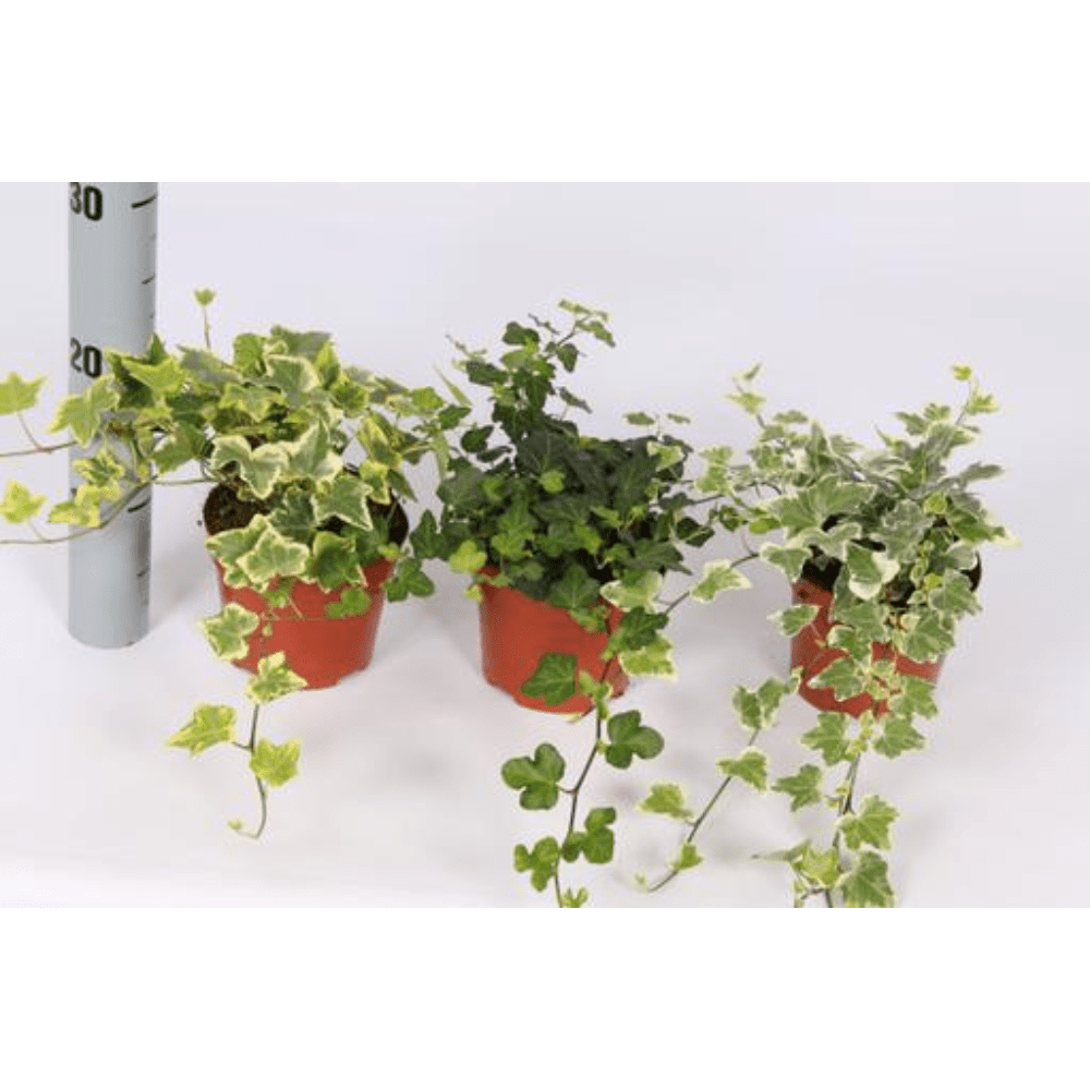 is hedera helix a good indoor plant Hedera Helix Ivy
