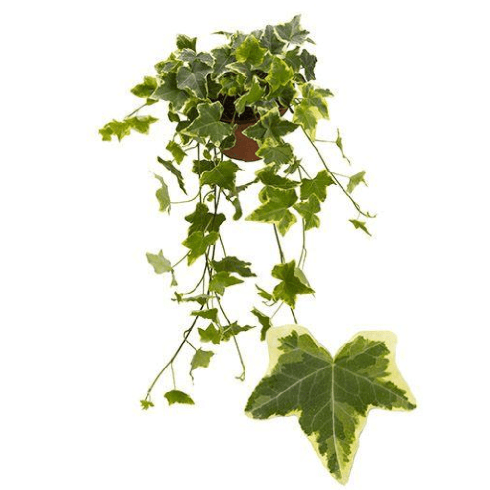 Hedera Helix Ivy