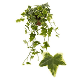 Hedera Helix Ivy