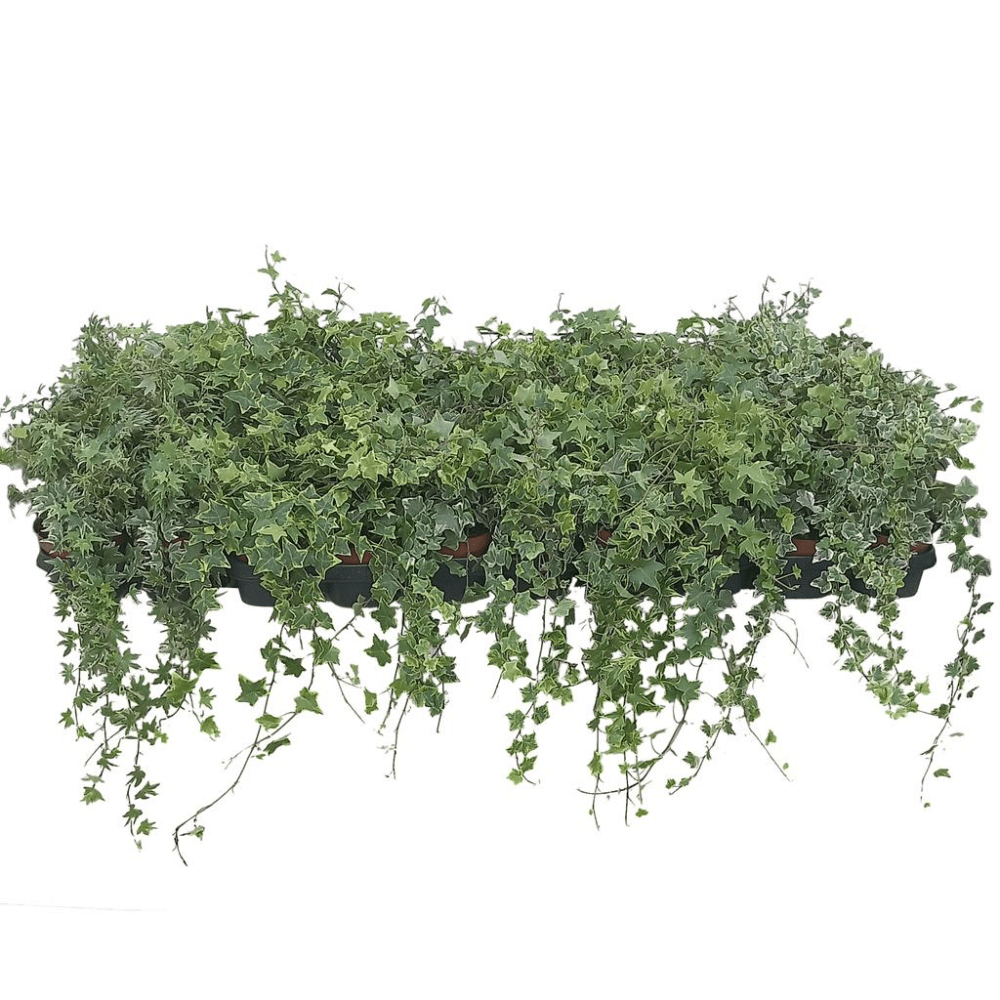 Hedera Helix Ivy