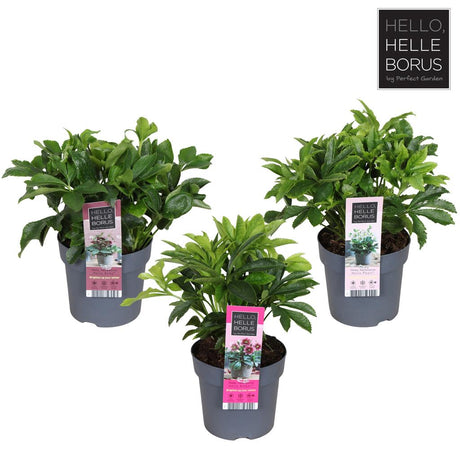 Helleborus orentialis