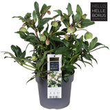 Helleborus Winterbells