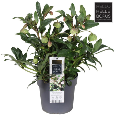 Helleborus Winterbells