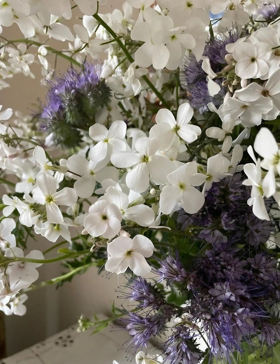 Hesperis matronalis White (Sweet Rocket) Seeds - Dandys Landscape Supplies