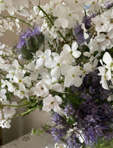 Hesperis matronalis White (Sweet Rocket) Seeds - Dandys Landscape Supplies