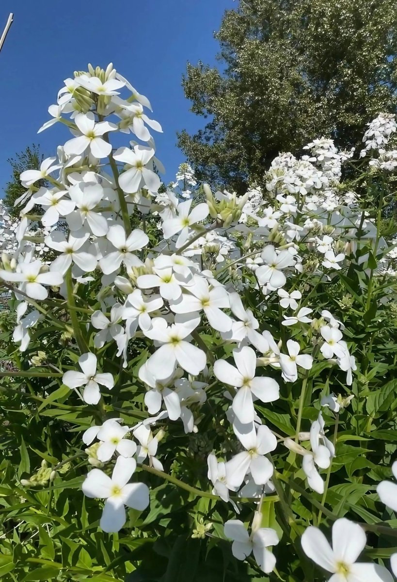 Hesperis matronalis White (Sweet Rocket) Seeds - Dandys Landscape Supplies