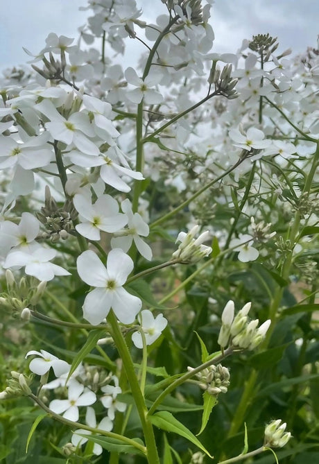 Hesperis matronalis White (Sweet Rocket) Seeds - Dandys Landscape Supplies