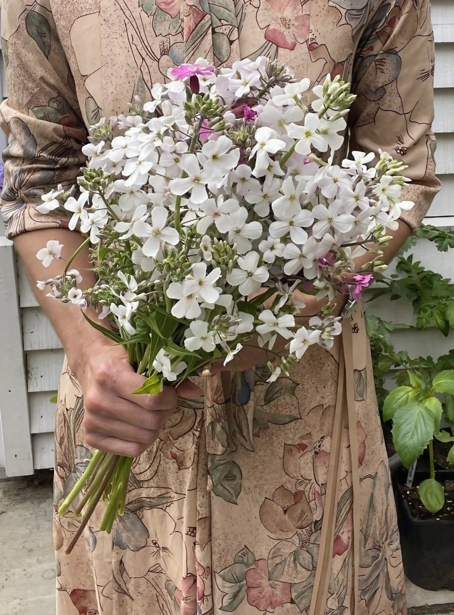 Hesperis matronalis White (Sweet Rocket) Seeds - Dandys Landscape Supplies