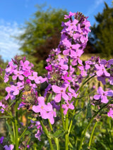 Hesperis Purple (Sweet Rocket) - Dandys Landscape Supplies