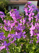 Hesperis Purple (Sweet Rocket) - Dandys Landscape Supplies