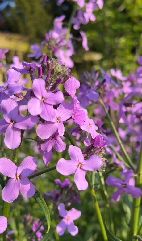 Hesperis Purple (Sweet Rocket) - Dandys Landscape Supplies