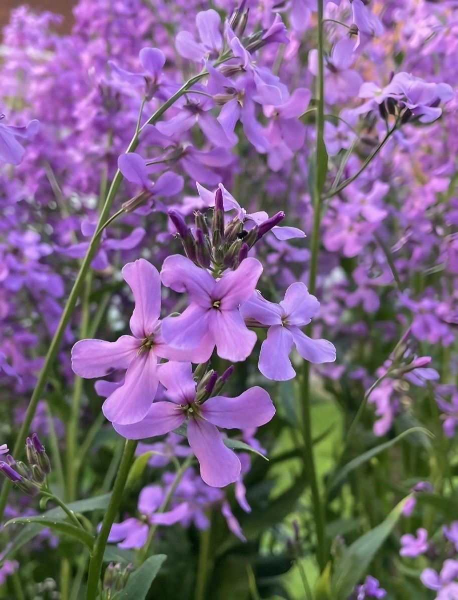 Hesperis Purple (Sweet Rocket) - Dandys Landscape Supplies