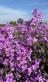 Hesperis Purple (Sweet Rocket) - Dandys Landscape Supplies