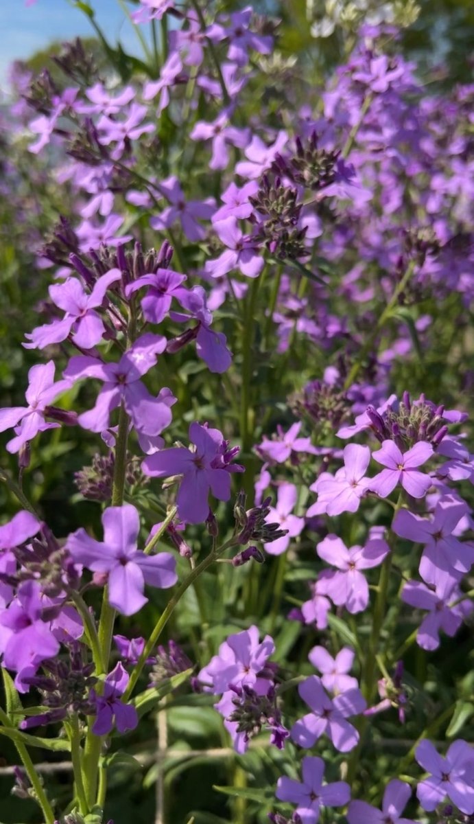 Hesperis Purple (Sweet Rocket) - Dandys Landscape Supplies