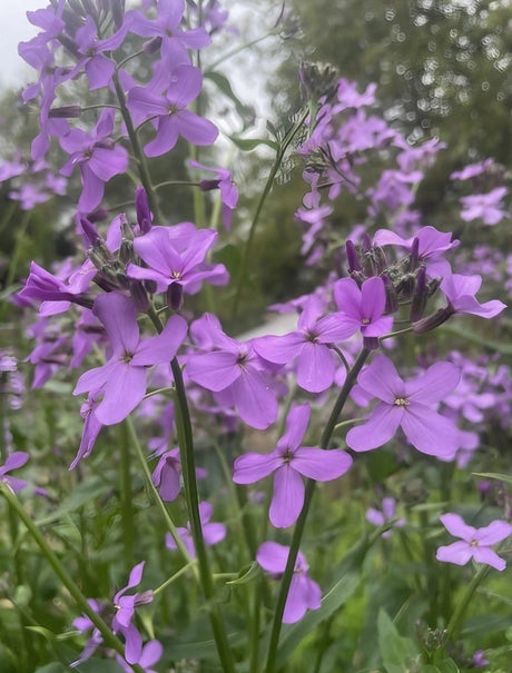 Hesperis Purple (Sweet Rocket) - Dandys Landscape Supplies