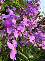 Hesperis Purple (Sweet Rocket) - Dandys Landscape Supplies
