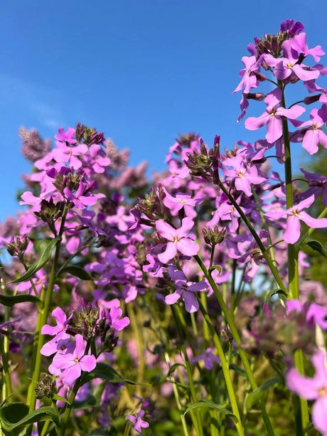 Hesperis Purple (Sweet Rocket) - Dandys Landscape Supplies