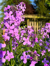 Hesperis Purple (Sweet Rocket) - Dandys Landscape Supplies