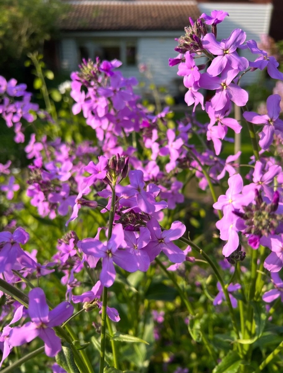 Hesperis Purple (Sweet Rocket) - Dandys Landscape Supplies