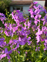 Hesperis Purple (Sweet Rocket) - Dandys Landscape Supplies
