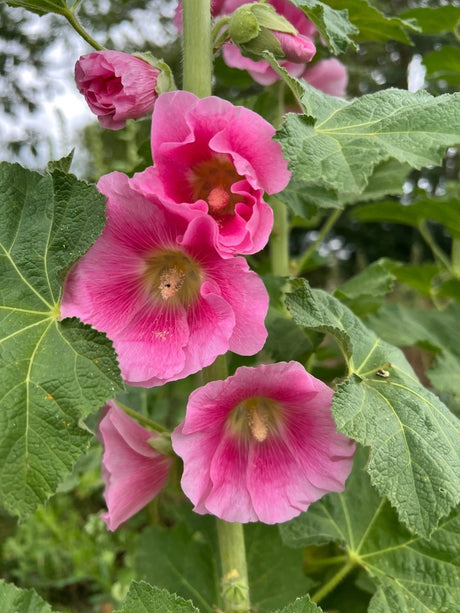 Hollyhock Bishy Barnabee Mix - Dandys Landscape Supplies