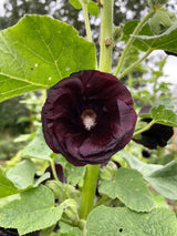 Hollyhock Bishy Barnabee Mix - Dandys Landscape Supplies