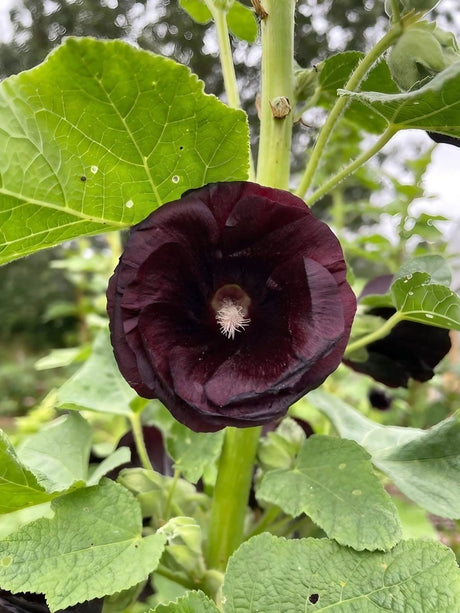 Hollyhock Bishy Barnabee Mix - Dandys Landscape Supplies