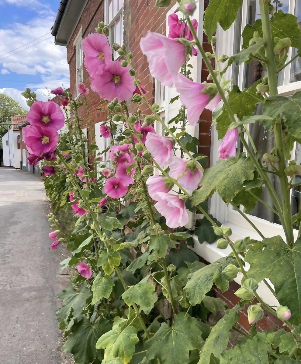 Hollyhock Bishy Barnabee Mix - Dandys Landscape Supplies