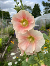 Hollyhock Bishy Barnabee Mix - Dandys Landscape Supplies