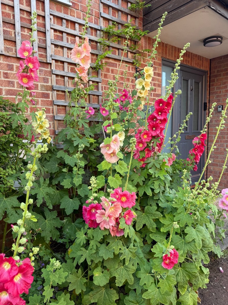 Hollyhock Bishy Barnabee Mix - Dandys Landscape Supplies